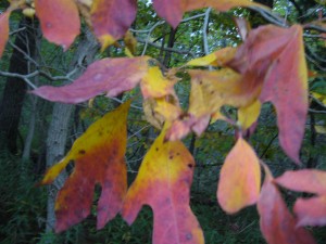 Sassafras albidum-a Sassafras albidum-a